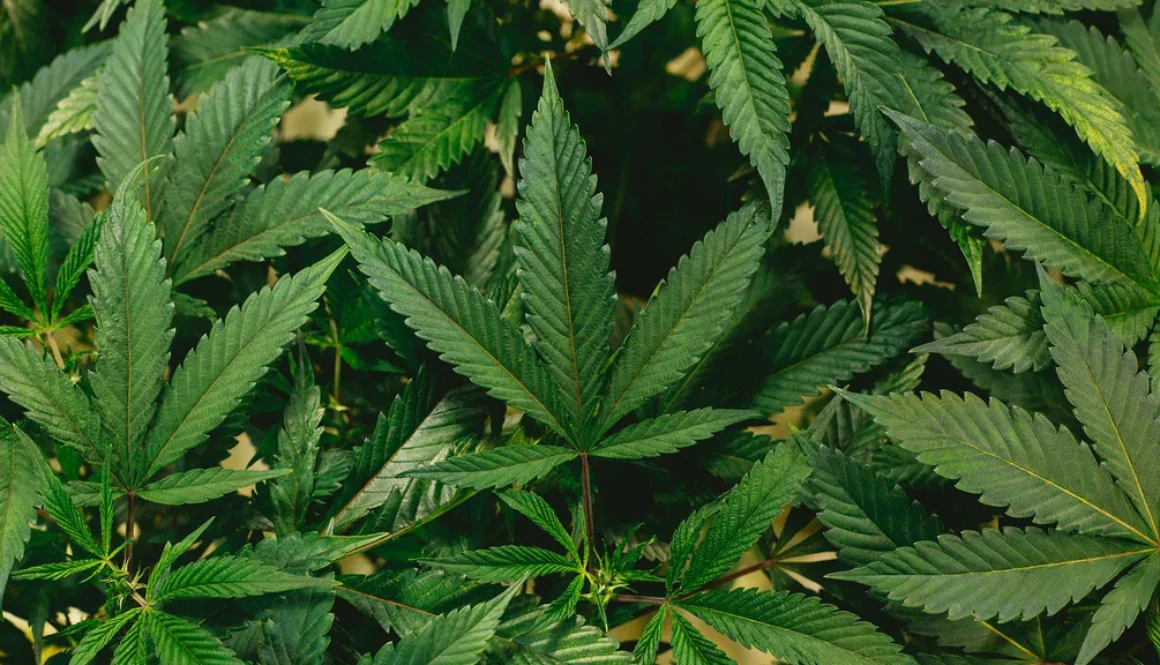 HOLISTIK_Wellness_Farm_Bill_Blog_-_Hero_1_1024x